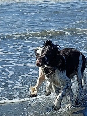 Off Leash Dog Beach - Ocean Shores, WA