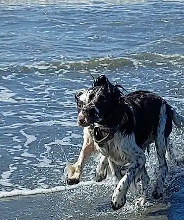 Off Leash Dog Beach - Ocean Shores, WA