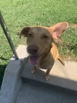 Ocoee Dogs