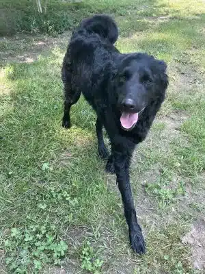 Ocoee Dogs