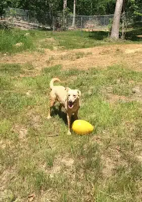 Ocoee Dogs
