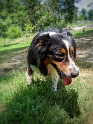 Ocoee Dogs