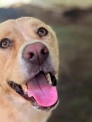 Ocoee Dogs