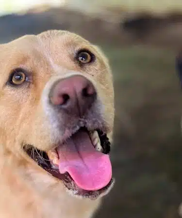 Ocoee Dogs