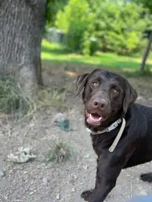 Ocoee Dogs
