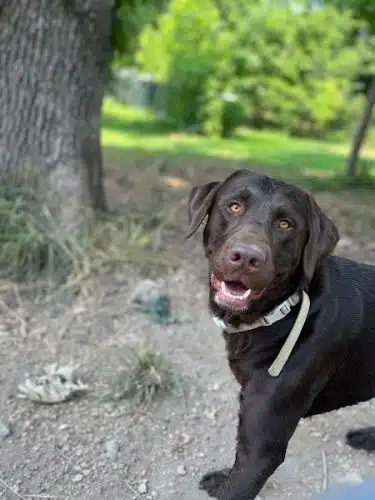 Ocoee Dogs