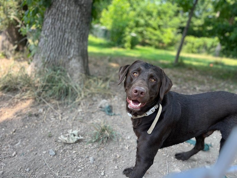 Ocoee Dogs - Ocoee, TN