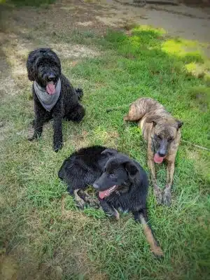 Ocoee Dogs