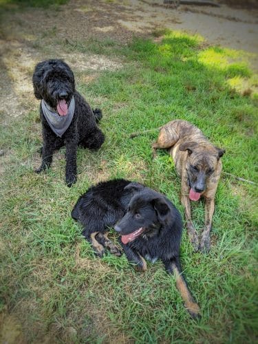 Ocoee Dogs