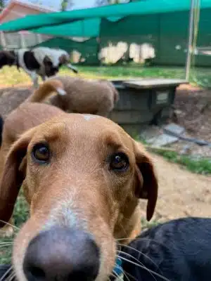 Ocoee Dogs