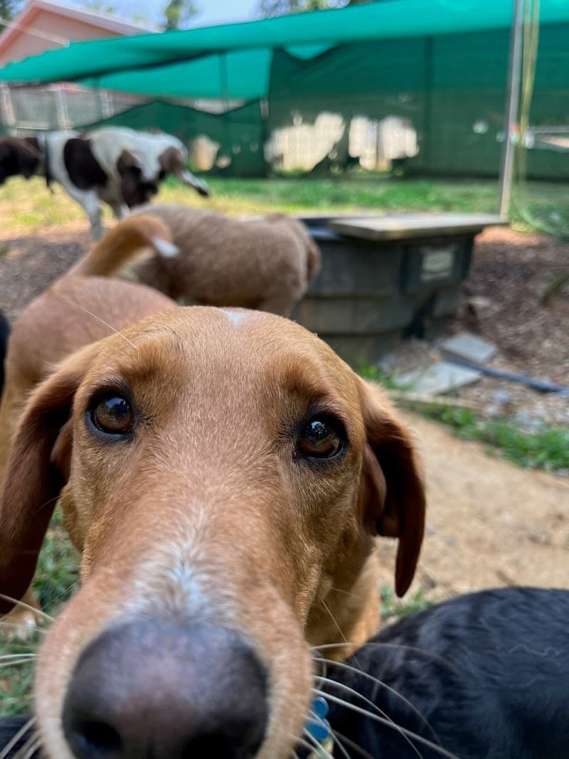 Ocoee Dogs - Ocoee, TN