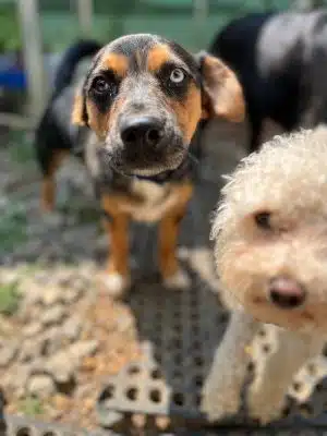 Ocoee Dogs