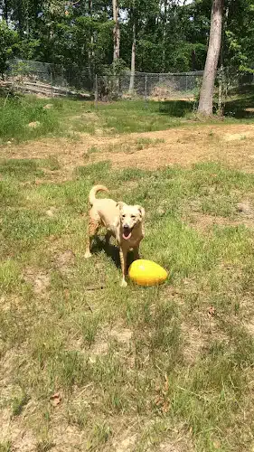 Ocoee Dogs
