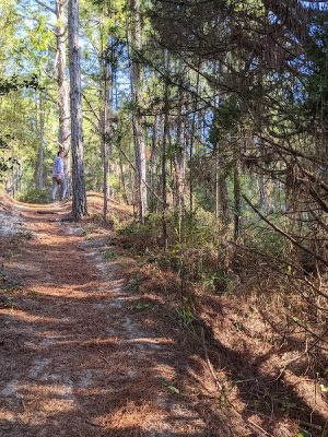 Hammock Hills Nature Trail - Ocracoke, NC