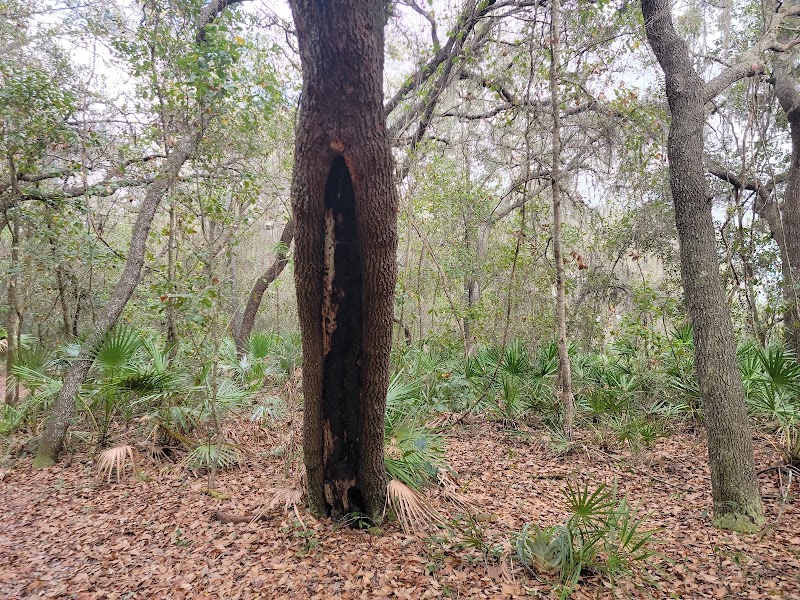 Lake Rogers Park - Odessa, FL