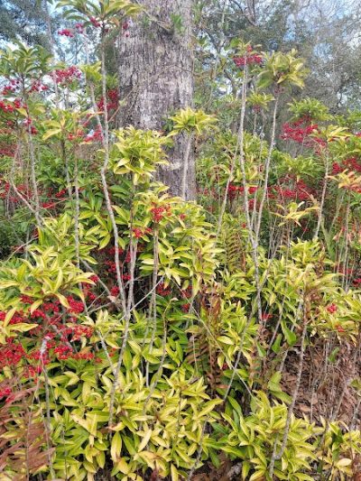 Lake Rogers Park - Odessa, FL
