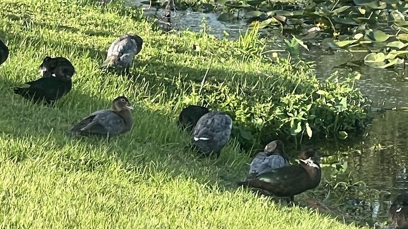 Centennial Park - Okeechobee, FL