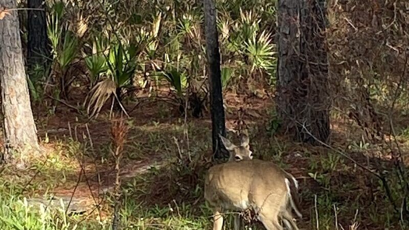 Grassy Island Equestrian and MTB Trail - Okeechobee, FL