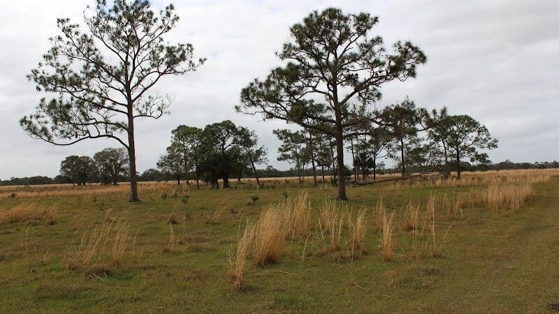 Grassy Island Equestrian and MTB Trail - Okeechobee, FL