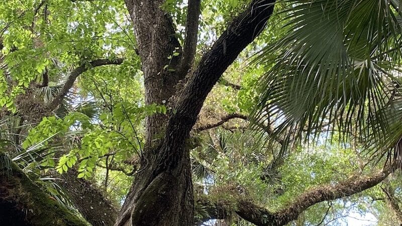 Grassy Island Equestrian and MTB Trail - Okeechobee, FL