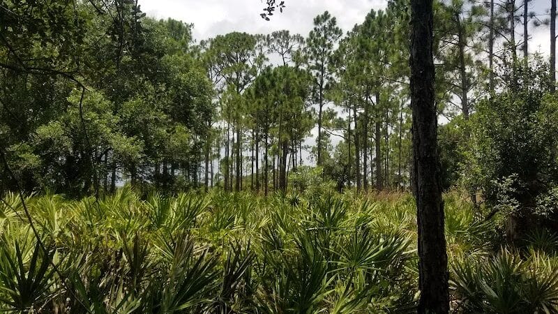 Grassy Island Equestrian and MTB Trail - Okeechobee, FL