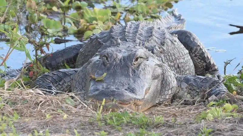 Taylor Creek Stormwater Treatment Area/Nature Trail/Wildlife Preservation Area - Okeechobee, FL