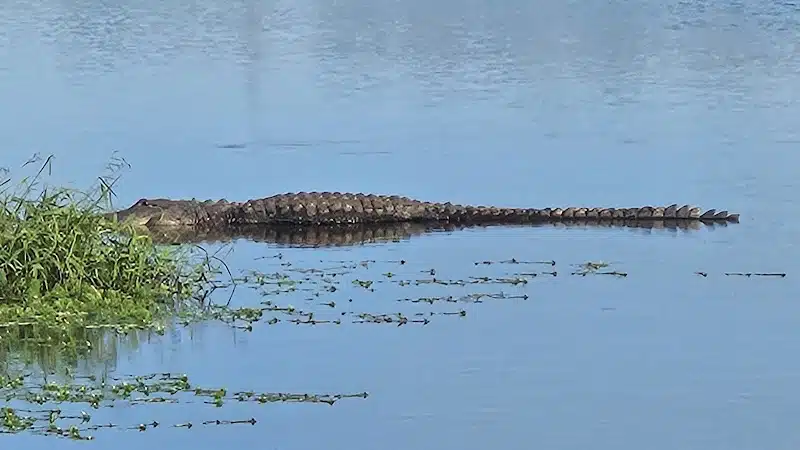 Taylor Creek Stormwater Treatment Area/Nature Trail/Wildlife Preservation Area - Okeechobee, FL