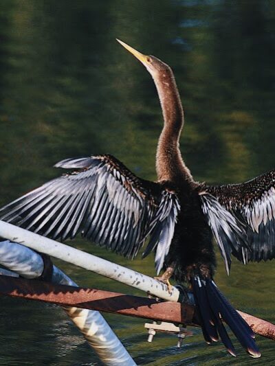 Taylor Creek Stormwater Treatment Area/Nature Trail/Wildlife Preservation Area - Okeechobee, FL