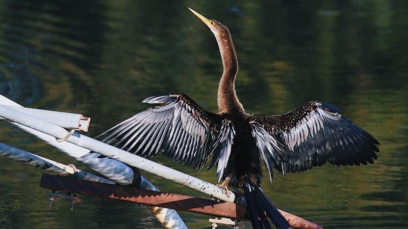 Taylor Creek Stormwater Treatment Area/Nature Trail/Wildlife Preservation Area - Okeechobee, FL