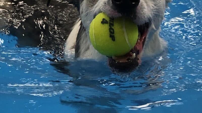 The Water Bark LLC - Oklahoma City, OK