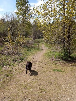 Bandix Dog Park