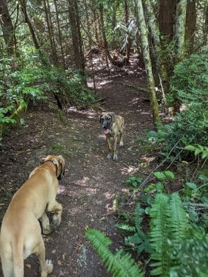 Bandix Dog Park