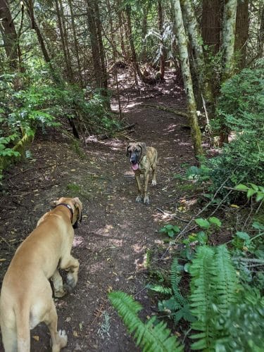 Bandix Dog Park