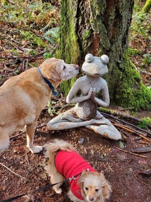 Bandix Dog Park