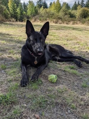 Bandix Dog Park
