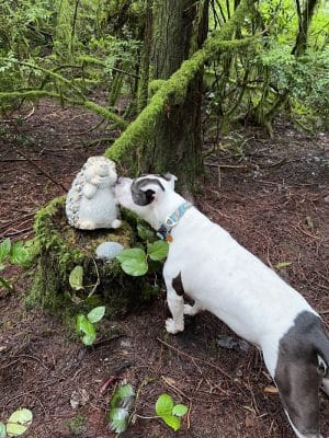 Bandix Dog Park