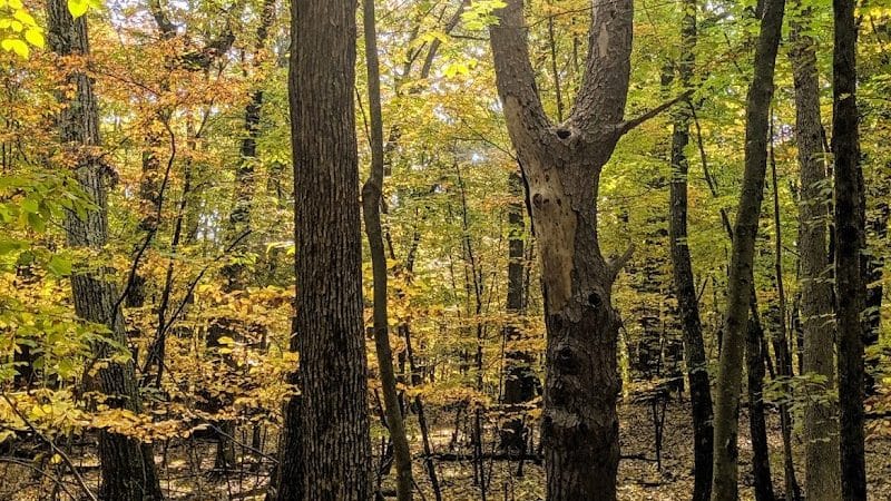 Wilson M. Powell Wildlife Sanctuary - Old Chatham, NY