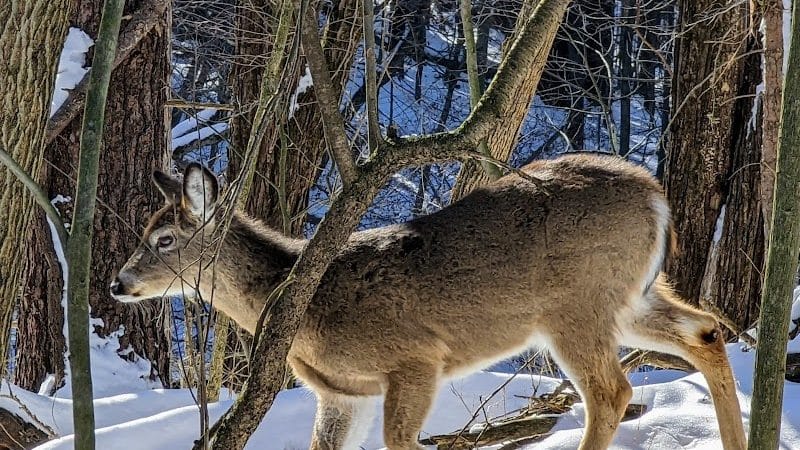 Wilson M. Powell Wildlife Sanctuary - Old Chatham, NY