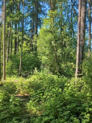 Evergreen Park