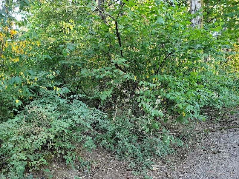 Evergreen Park