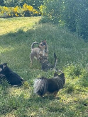 McLane Off-Leash Dog Park