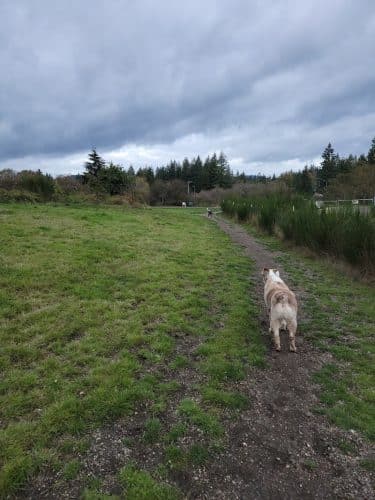 McLane Off-Leash Dog Park