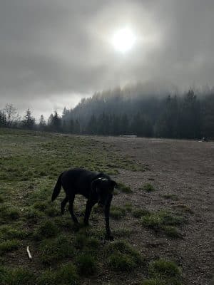McLane Off-Leash Dog Park