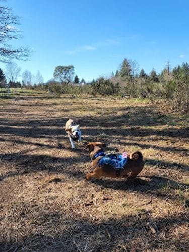 McLane Off-Leash Dog Park