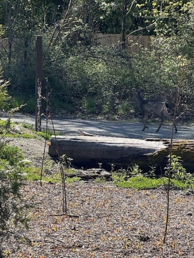 Nisqually River Public Access - Olympia, WA