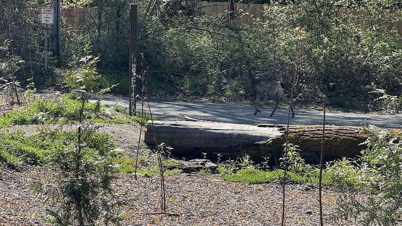 Nisqually River Public Access - Olympia, WA