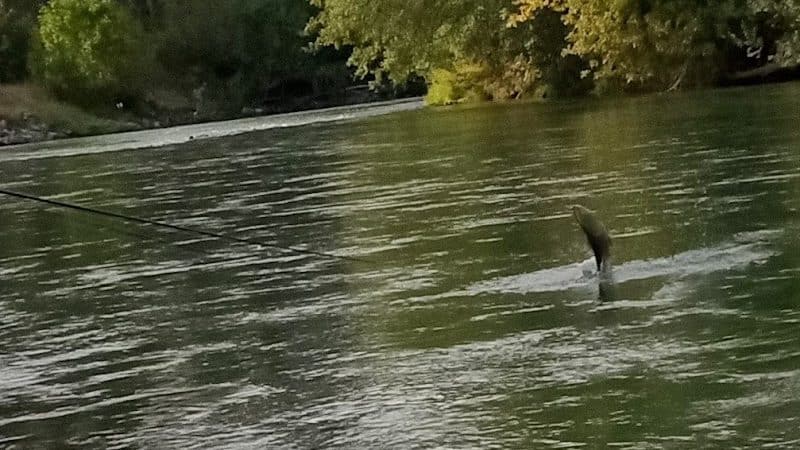 Nisqually River Public Access - Olympia, WA