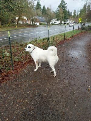 Olympia Dog Park