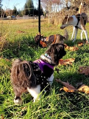 Olympia Dog Park