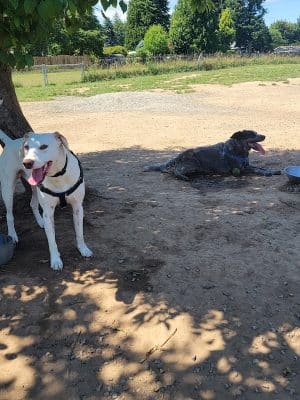 Olympia Dog Park